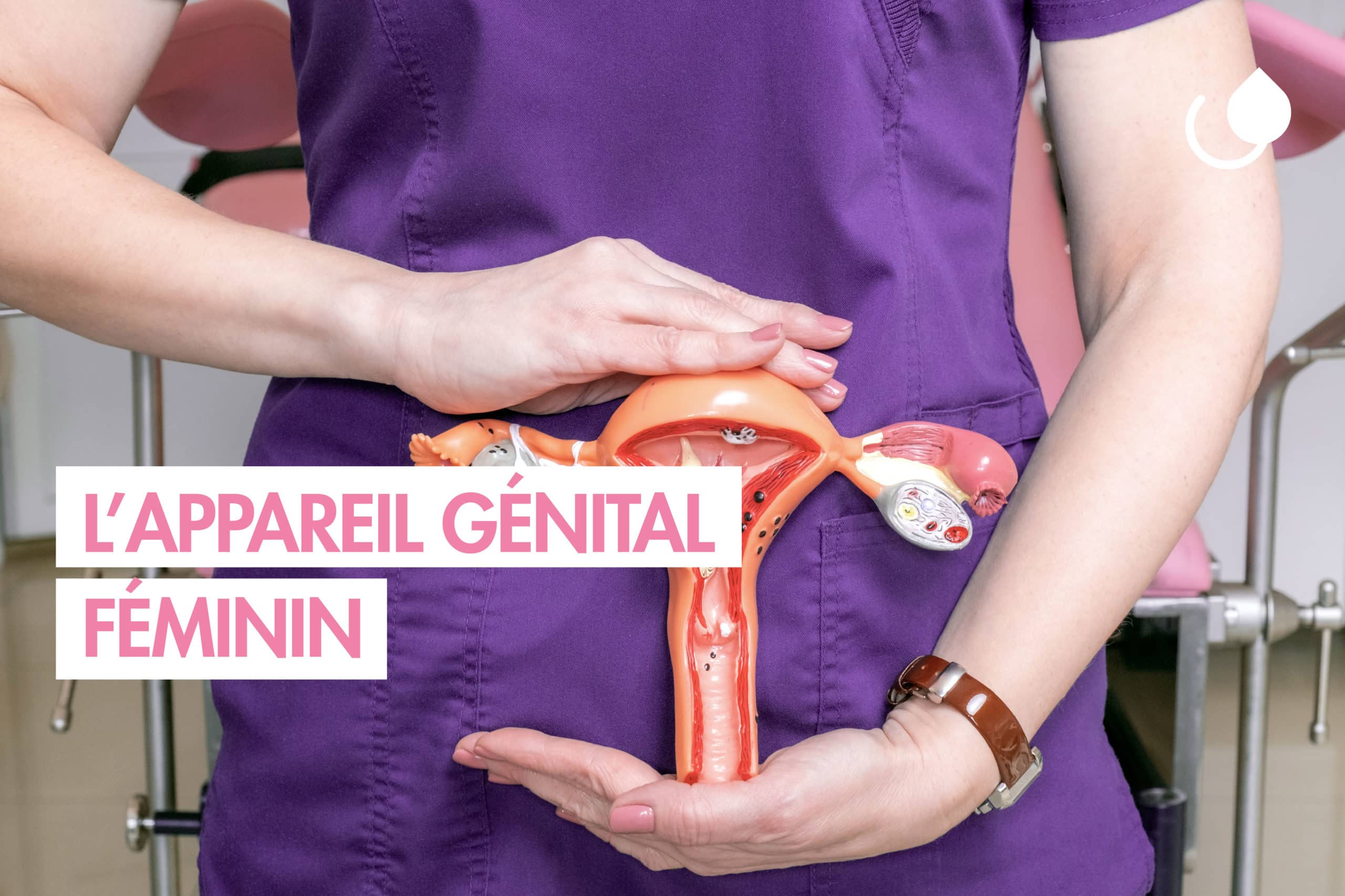 L'appareil génital féminin - Claripharm